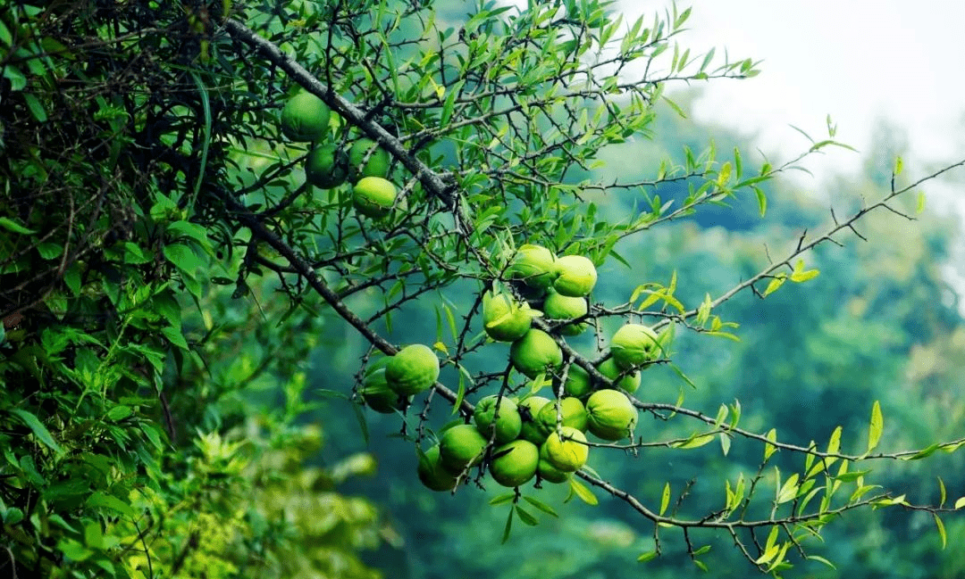 寻味临沧 | 这些美食，每一样都不能错过！