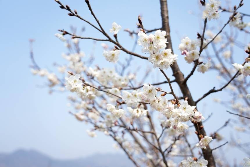 贵州纳雍：“花海经济”带火“乡村旅游”