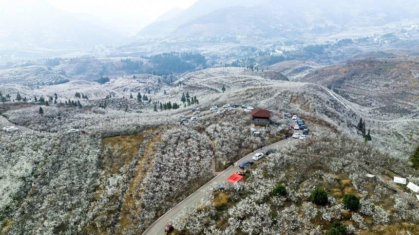 贵州纳雍：“花海经济”带火“乡村旅游”